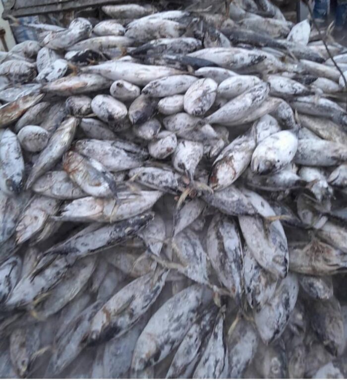 Poisson thon de cote d'ivoire/ Tuna fish